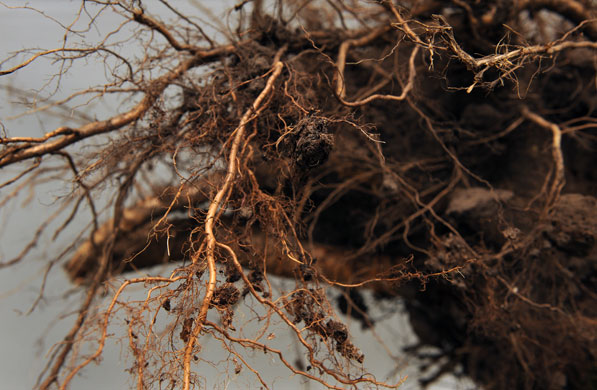 Gustav Metzger: Gustav Metzger exhibition at the Serpentine Gallery