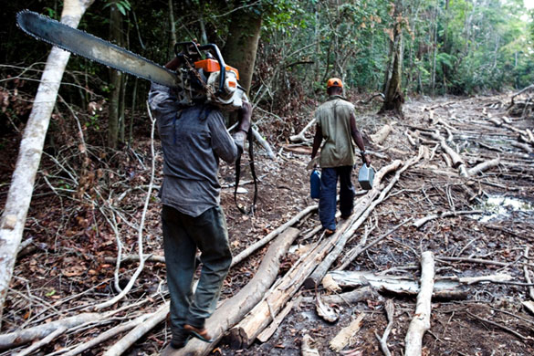 Rainforest Project: Deforestation in DRC