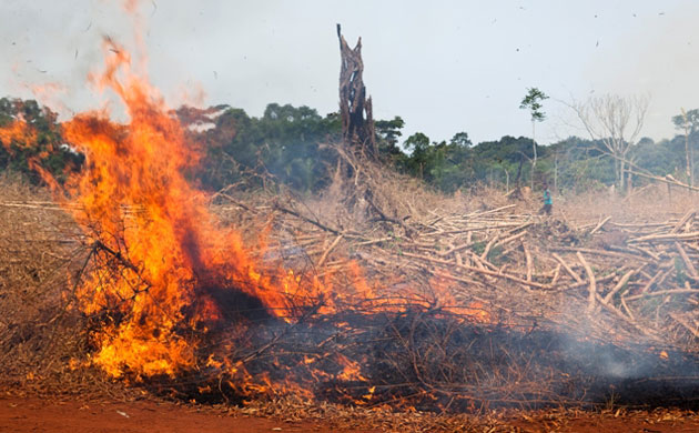 Rainforest Project: Deforestation in DRC