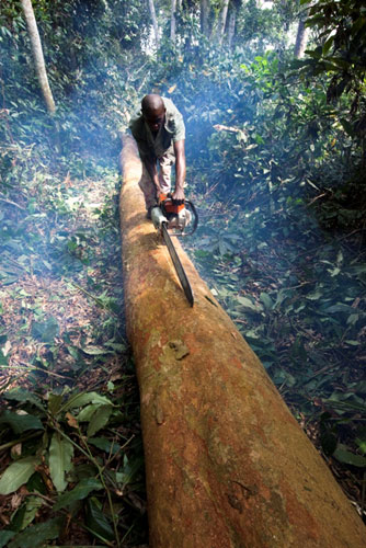 Rainforest Project: Deforestation in DRC