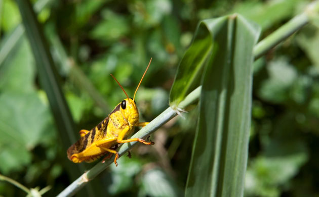 Rainforest Project: Deforestation in DRC