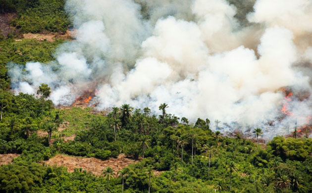 Rainforest Project: Deforestation in DRC