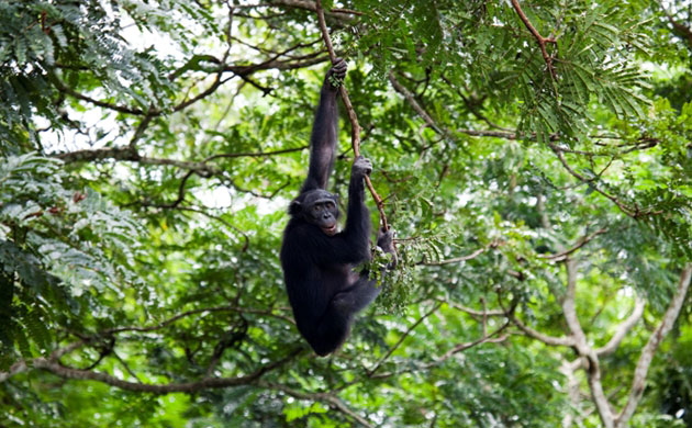 Rainforest Project: Deforestation in DRC