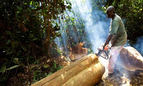 Prince's Rainforests Project, Deforestation in DRC, Democratic Republic of Congo, Afromosia tree