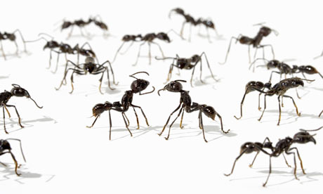 Ants-001.jpg