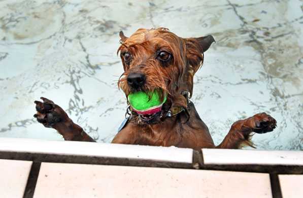 3 September 2009: Amsterdam, Netherlands: Daisy, a Yorkshire Terrier
