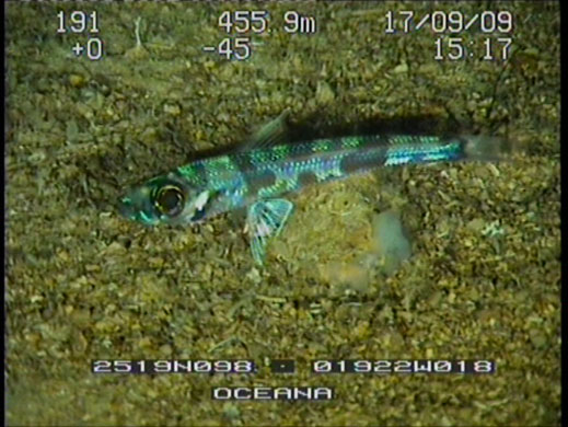 Oceana Ranger Expedition: Underwater robot video, Canary Island, Spain