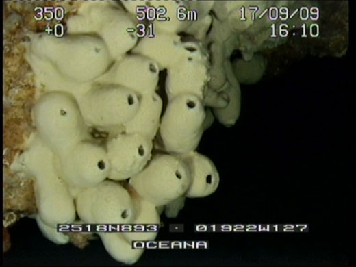 Oceana Ranger Expedition: Underwater robot video, Canary Island, Spain