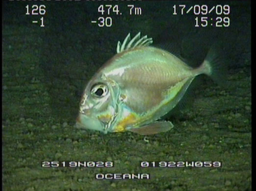 Oceana Ranger Expedition: Underwater robot video, Canary Island, Spain