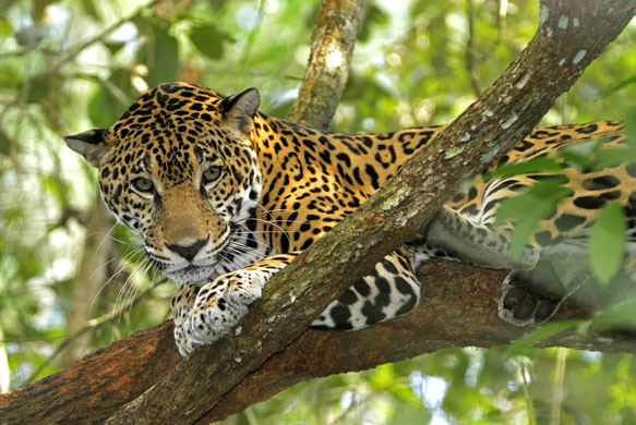 jaguar tree