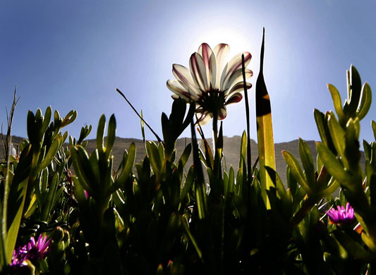 30 September 2009: Cape Town, South Africa: A spring daisy