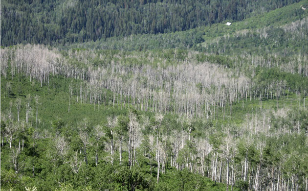 Week in wildlife: Aspen trees with sudden aspen decline or SAD in Colorado
