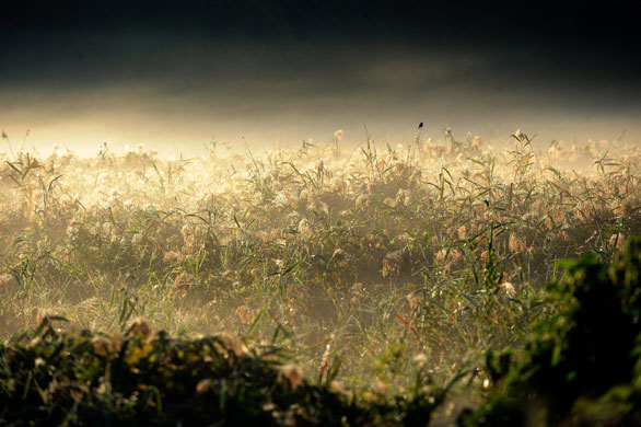 7 September 2009: Rakoscsaba, Hungary: A bird sits on top of a blade of grass in a meadow