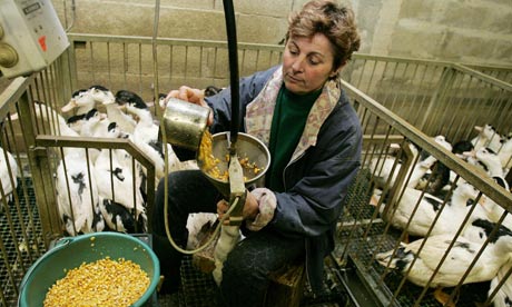 Gavage for foie gras