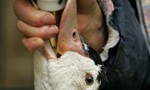 http://static.guim.co.uk/sys-images/Guardian/Pix/pictures/2009/9/8/1252398146948/Gavage-for-foie-gras-003.jpg