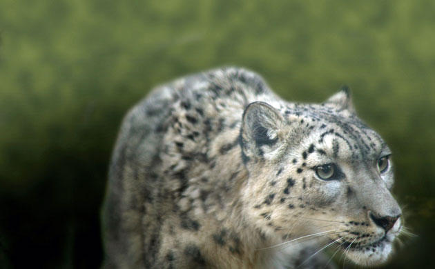 Band-e-Amir: Band-e-Amir Afghanistan's First National Park : A snow leopard