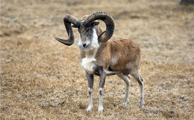 Band-e-Amir: Band-e-Amir Afghanistan's First National Park : Transcaspian urial