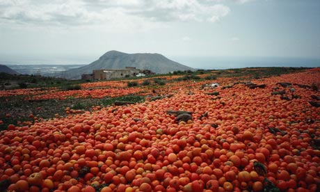 Food waste: Surplus tomatoes are dumped on farmland in Tenerife, Canary Islands, Spain