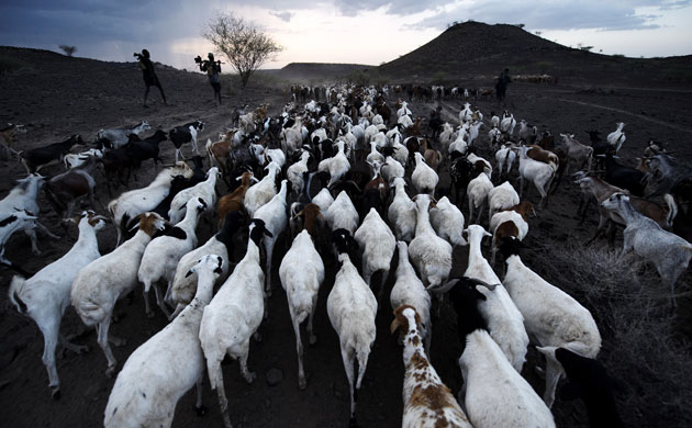 New Kenya: Turkana pastoralists facing climate change in North-East of Kenya