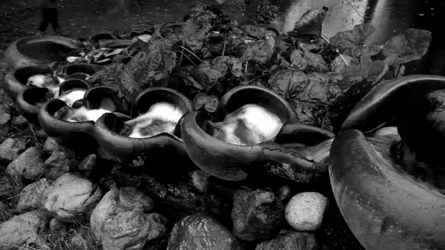 CIWEM: The Environmental Photographer Of The Year 2009 Competition