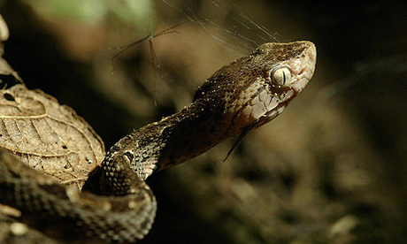 The Costa Rican species of Fer-de-lance snake. Photogra