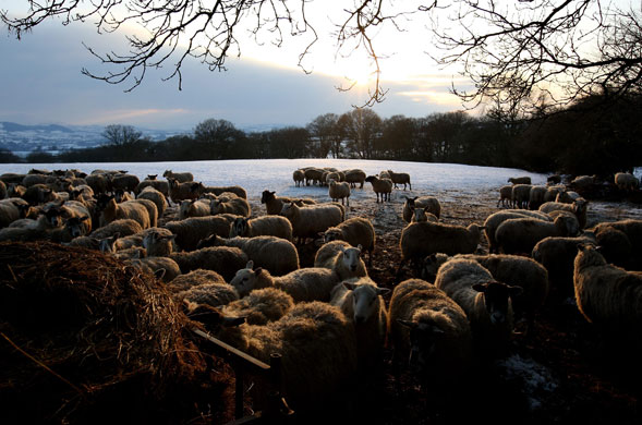 24 hours in pictures: Hay-On-Wye, UK: Sheep feed on the Begwn Hills