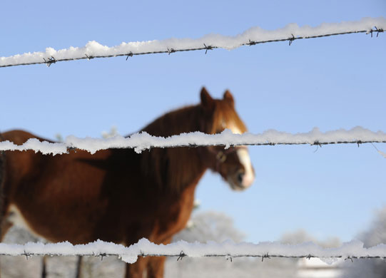 24 hours in pictures: La Fresneda, Spain: A horse stands in the snow in  Asturias 