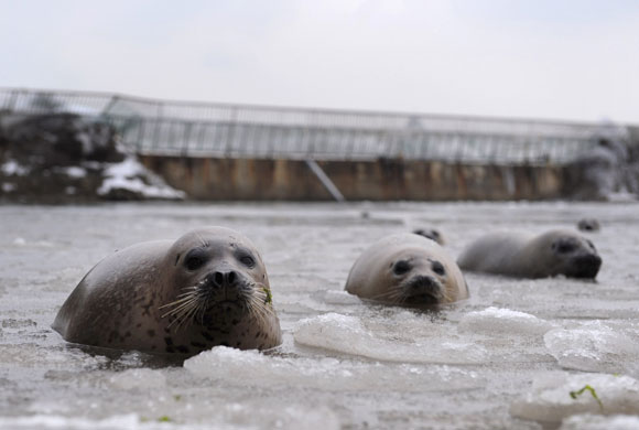 24 hours in pictures: Spotted seals swim in a partly frozen lake  in Yantai, China