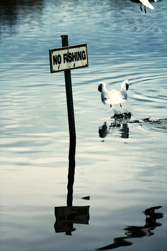 Chris Blease: Chris Blease camera club portfolio