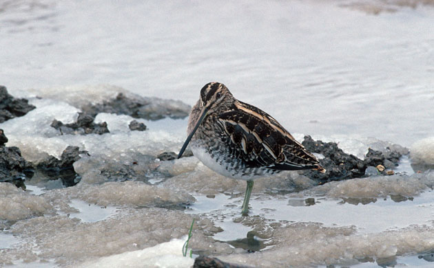 Wildlife in the snow: Common Snipe Capella gallinago in snow