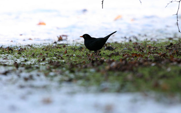 Wildlife in the snow: Male blackbird looking for food 