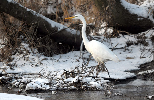 Wildlife in the snow: Great white egret with a fish in its beak in France. 