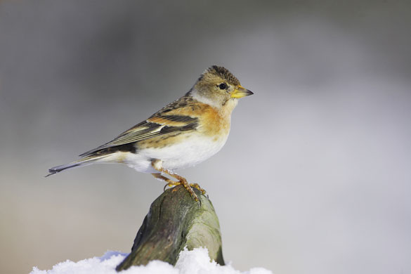 Wildlife in the snow: Female Brambling perched in the snow
