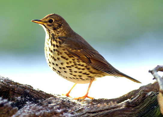 Wildlife in the snow: A thrush
