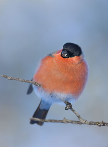 Wildlife in the snow: Bullfinch on a perch