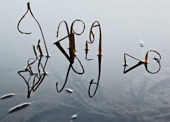 hogsvilleBrit portfolio: If only you could hear reflections...