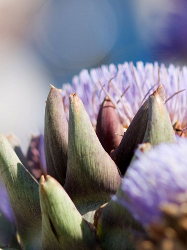 hogsvilleBrit portfolio: Planet Artichoke