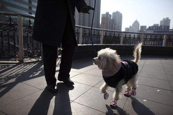 24 hours: Shanghai, China: A man walks with his dog dressed up for the cold weather 