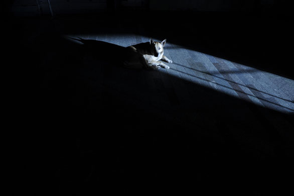 24 hours: Moscow, Russia: A stray dog shelters from cold weather in a metro station 