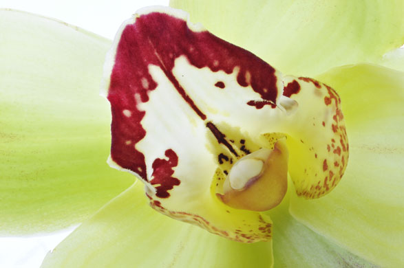 Macro photography: An orchid flower