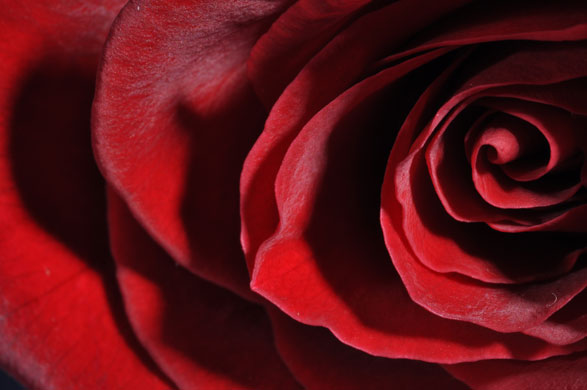 Macro photography: A rose