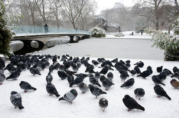 Snowing again: Pigeons in St James' Park, London