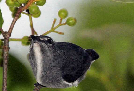 week in wildlife:  a  spectacled flowerpecker  in Borneo
