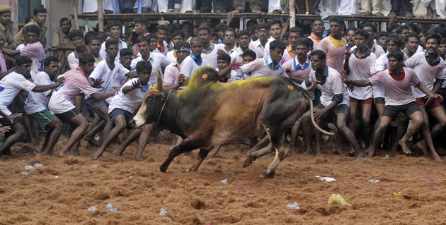week in wildlife: bull-taming festival in Madurai, India 