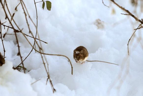week in wildlife: A mouse stands in the snow after a heavy snowfall in Oquendo, Spain