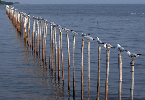 week in wildlife: seagulls in thailand