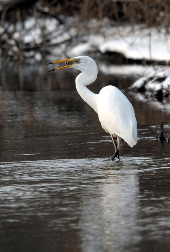 week in wildlife: Great white Egret with a fish in its beak