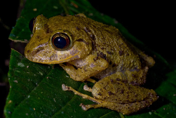 New Species Ecuador: An unidentified rain frog of the genus Pristimantis new species Ecudaor