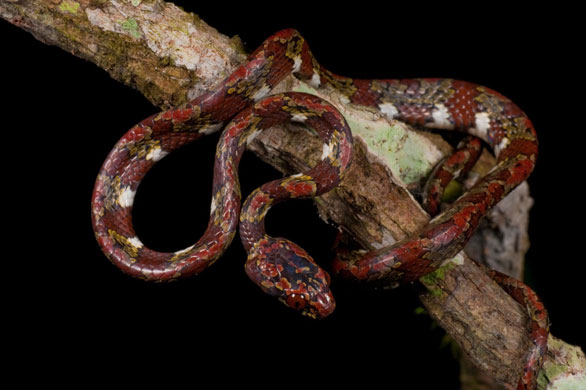 New Species Ecuador: An unidentified snail-sucking snake of the genus Sibon new species Ecudaor