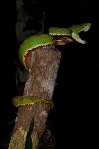 New Species Ecuador: A spectacular eyelash viper, Bothriechis schegelli new species ecuador